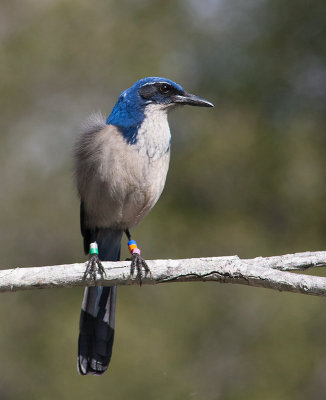 Island Scrub-Jay (Aphelocoma insularis)