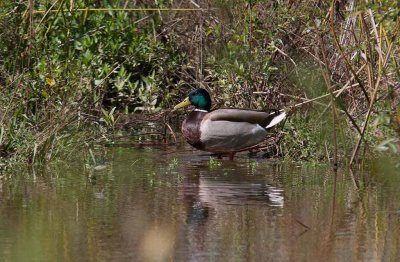 Mallard (Anas platyrhynchos)