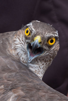 Eurasian Sparrowhawk (Accipiter nisus)