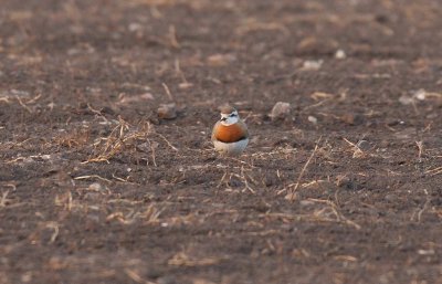 Caspian Plover (Charadrius asiaticus)	