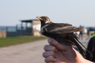 Ring Ouzel (Turdus torquatus)