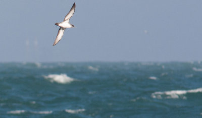 Black-vented Shearwater (Puffinus opisthomelas)