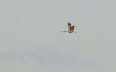 Sandhill Crane (Grus canadensis)