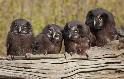 Tengmalm's Owl (Aegolius funereus)