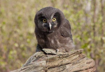 Tengmalm's Owl (Aegolius funereus)	