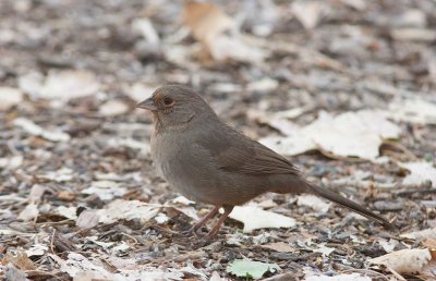 California Towhee (Melozone crissalis)