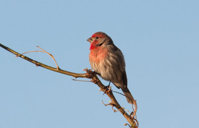 House Finch (Haemorhous mexicanus)