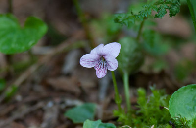 Kärrviol (Viola palustris)