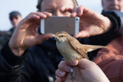 Great Reed Warbler (Acrocephalus arundinaceus)