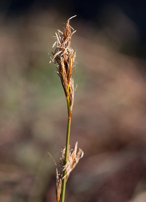 landsstarr (Carex ligerica)