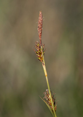 ngsstarr (Carex hostiana)