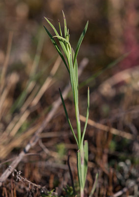 Hylsnejlika (Petrorhagia prolifera)