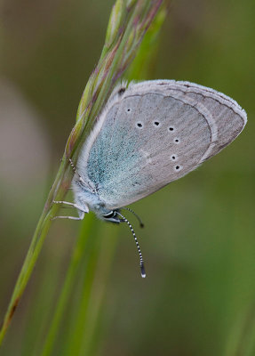 ngsblvinge (Cyaniris semiargus)