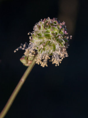 Pimpinell (Sanguisorba minor)