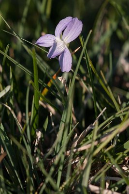 Dvärgviol (Viola pumila)
