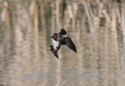 Cliff Swallow (Petrochelidon pyrrhonota)