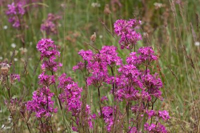 Tjrblomster (Lychnis viscaria)