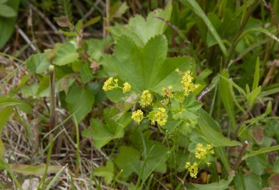 Stubbdaggkpa (Alchemilla samuelssonii)