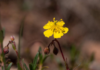 landssolvnda (Helianthemum oelandicum)