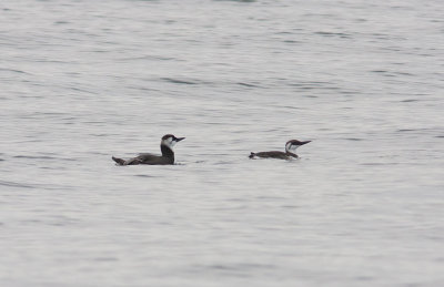 Common Murre (Uria aalge california)