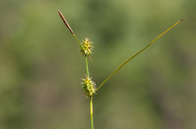 Nbbstarr (Carex lepidocarpa)