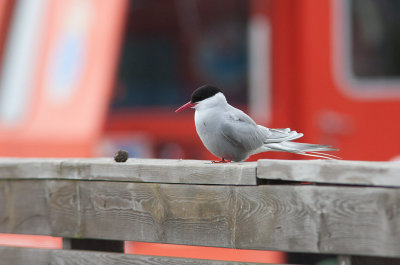 Arctic Tern (Sterna paradisaea)