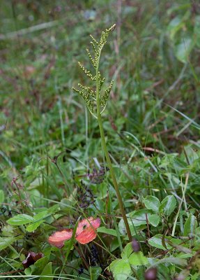 Hstlsbrken (Botrychium multifidum)