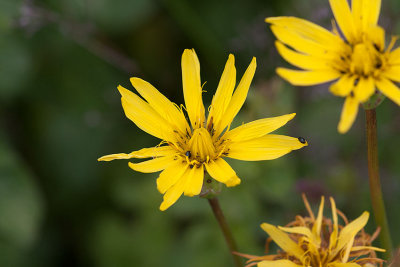 Svartrot (Scorzonera hispanica)