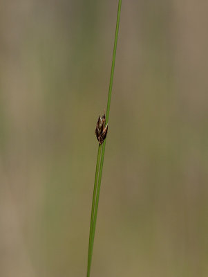 Tagelsv (Eleocharis quinqueflora )