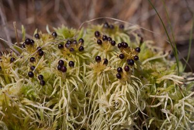 Fransvitmossa (Sphagnum fimbriatum)