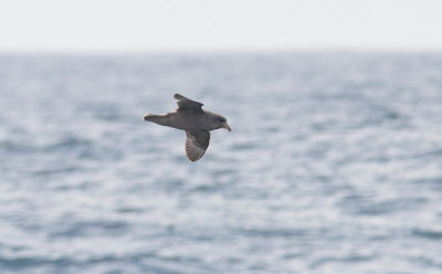 Northern Fulmar (Fulmarus glacialis) 