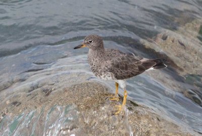 Surfbird (Calidris virgata)