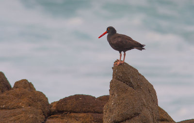 Black Oystercatcher (Haematopus bachmani))