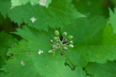 Amerikansk trolldruva (Actaea rubra)