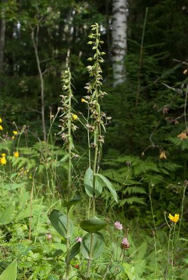 Skogsknipprot (Epipactis helleborine)