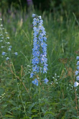 Stor riddarsporre (Delphinium elatum)