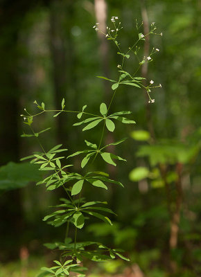 Skogsmra (Galium sylvaticum)