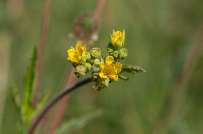 Vägnejlikrot (Geum macrophyllum ssp. perincicsum)