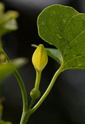 Hlrot (Aristolochia clematitis)