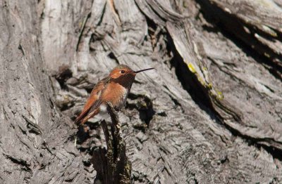 Rufous Hummingbird (Selasphorus rufus)