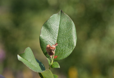 Finnblekvide (Salix hastata ssp. subintegrifolia)