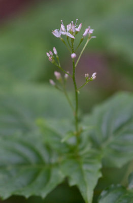 Dvärghäxört (Circaea alpina)
