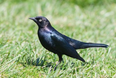 Brewers Blackbird (Euphagus cyanocephalus)