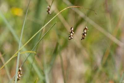 Hrstarr (Carex capillaris)