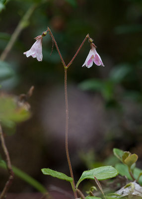 Linnea (Linnaea borealis)