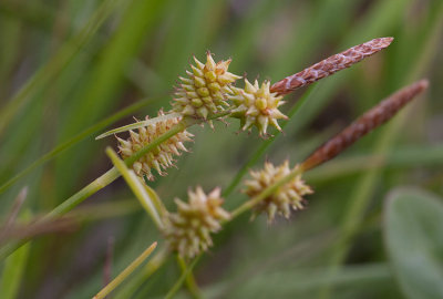 Liten rtstarr (Carex viridula var. pulchella)