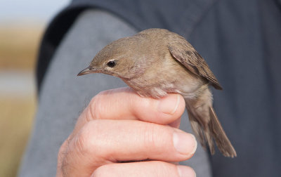 Garden Warbler (Sylvia borin)