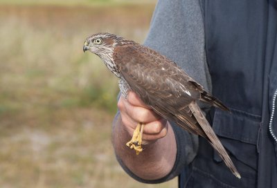 Eurasian Sparrowhawk  (Accipiter nisus)