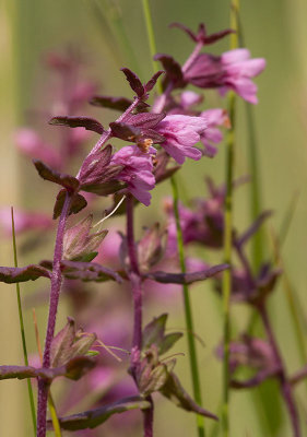 Strandrdtoppa (Odontites litoralis)