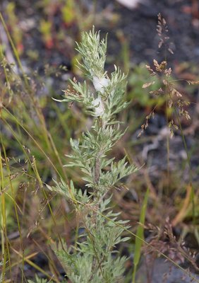 Strandgråbo (Artemisia vulgaris var. coarctata)